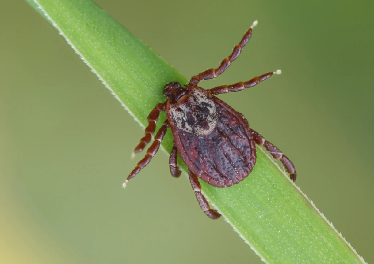 Optimed Sağlık Grubu - Sağlığınız Güvende